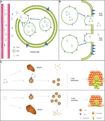 Effects of Tumor-Derived Exosome Programmed Death Ligand 1 on Tumor Immunity and Clinical Applications